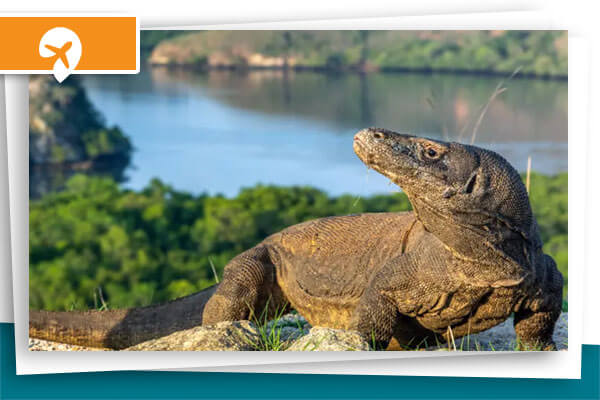 01. PAKET WISATA FLORES KOMODO